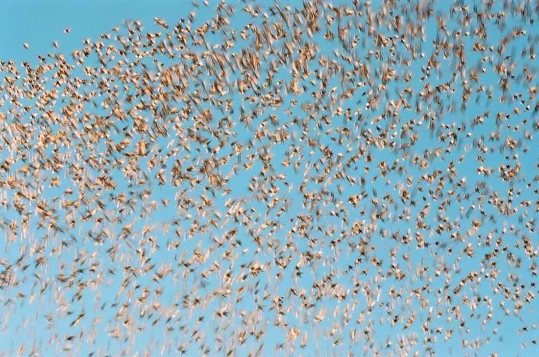 A murmuration of birds against a blue sky